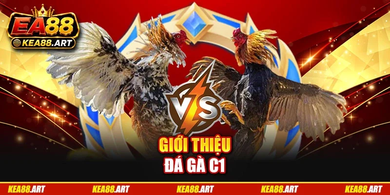 Giới thiệu đá gà C1 Giới thiệu đá gà C1