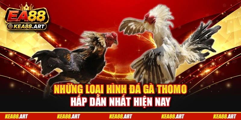 Những loại hình đá gà Thomo hấp dẫn nhất hiện nay Những loại hình đá gà Thomo hấp dẫn nhất hiện nay