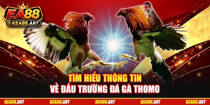 Tìm hiểu thông tin về đấu trường đá gà Thomo Tìm hiểu thông tin về đấu trường đá gà Thomo